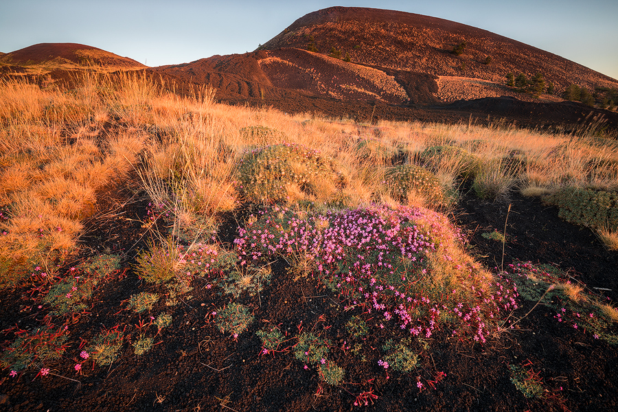 Black Mountain and pink flowers