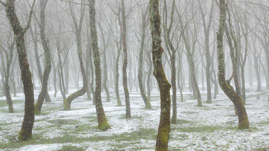 Snow in the foggy forest