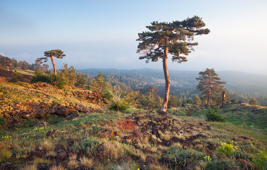 The last pines before the lava desert