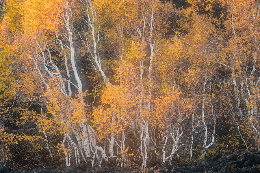 The birches of Etna