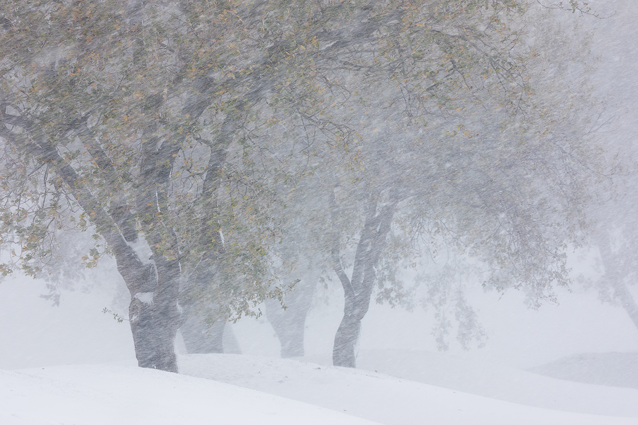Oaks in the blizzard