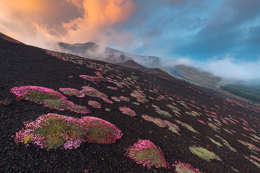 Volcanic wild flowers