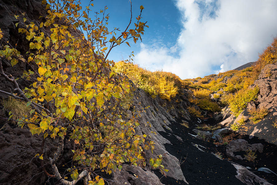 Yellow slope