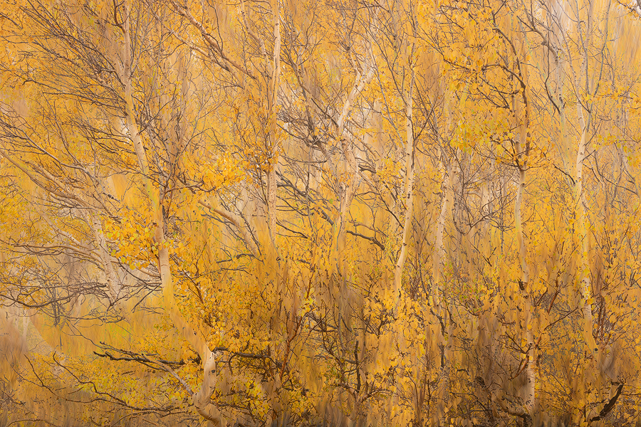 Painting autumn with light