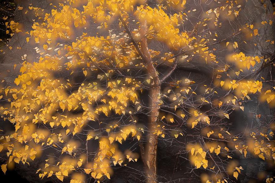 Foliage halo
