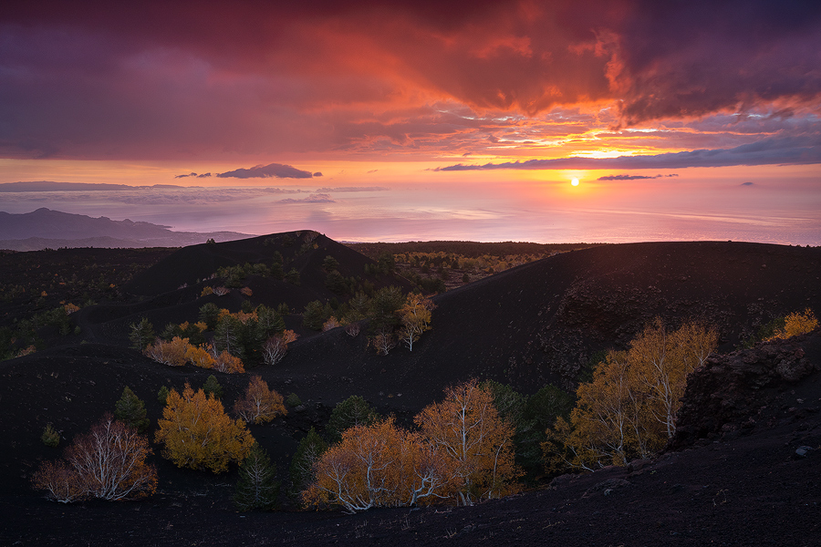 Sartorius sunrise