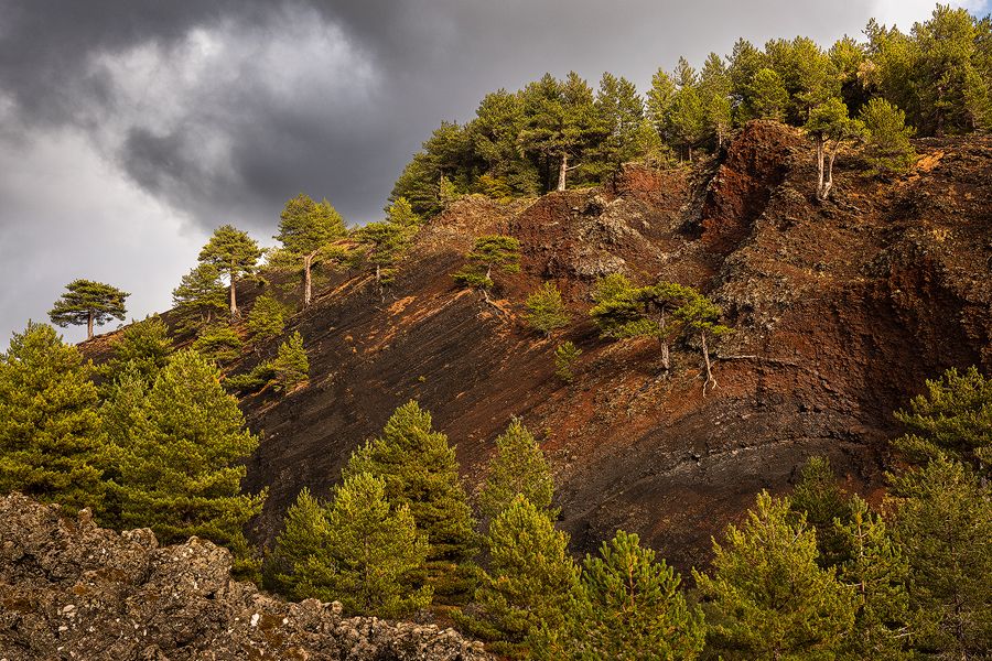 Pioneer trees