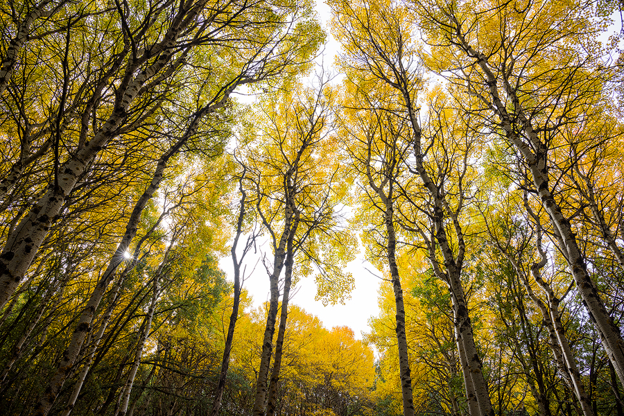 Poplars