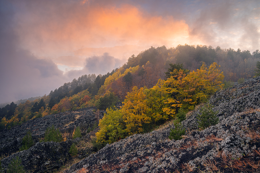 Autumn woods