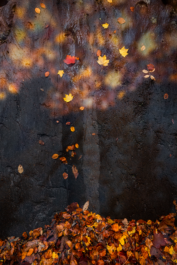 Painting Leaves