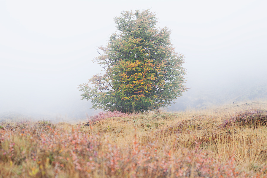Beech in the mist