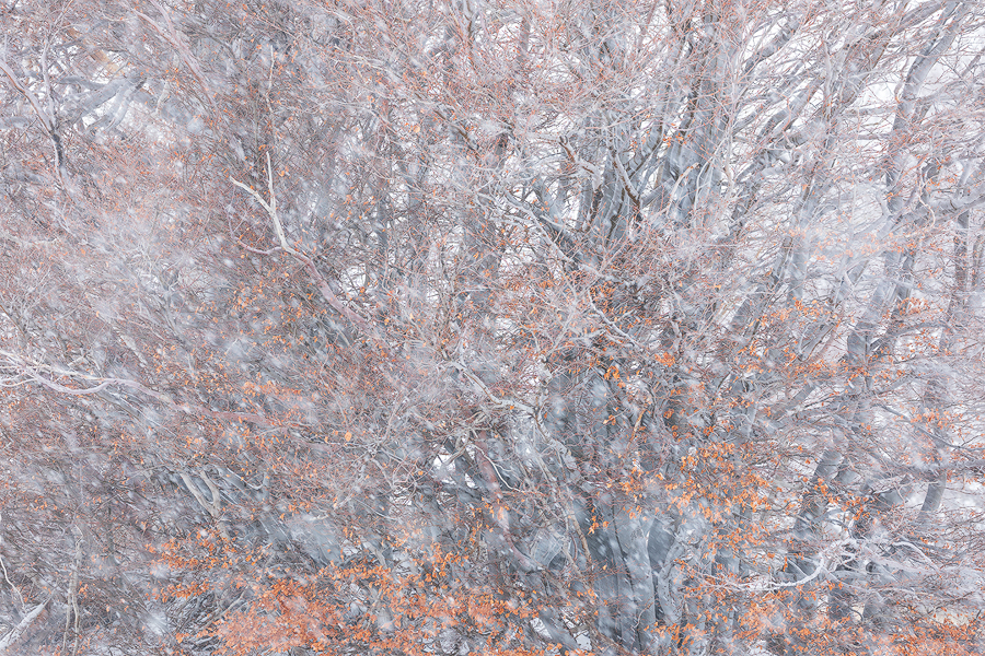 Beeches in the blizzard