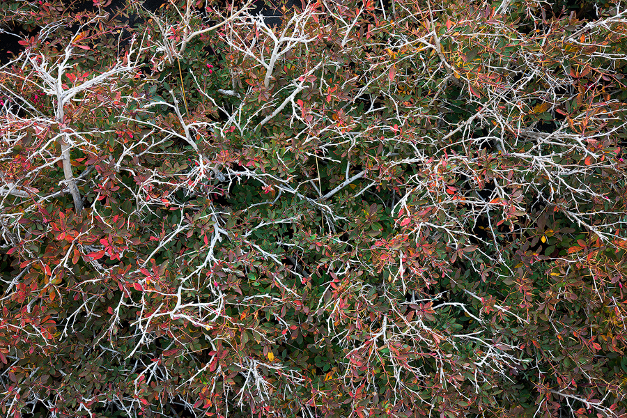 Berberis aetnensis