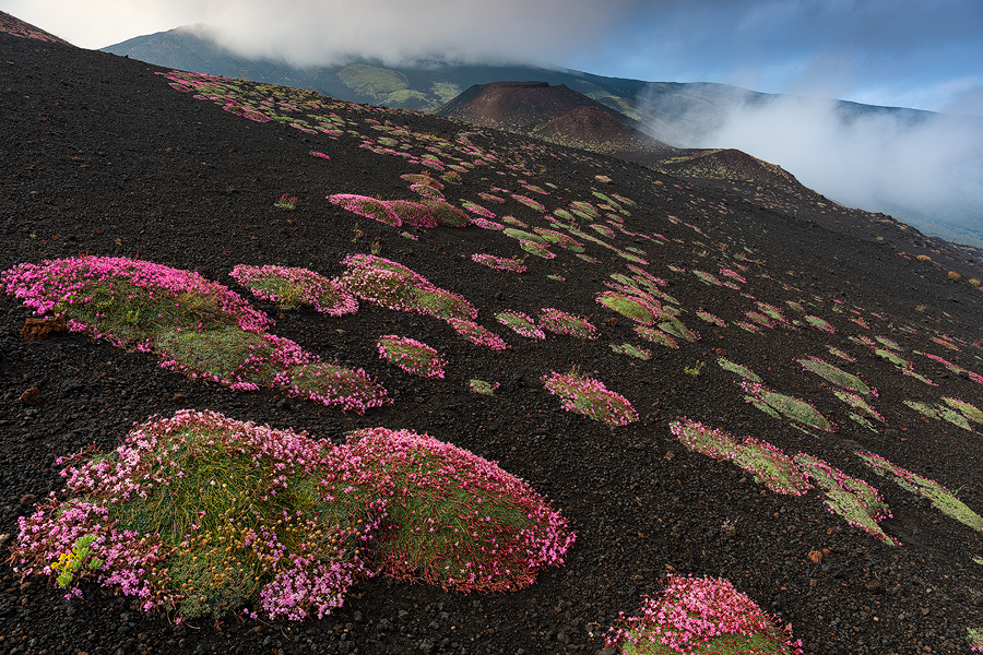 Volcanic wild flowers