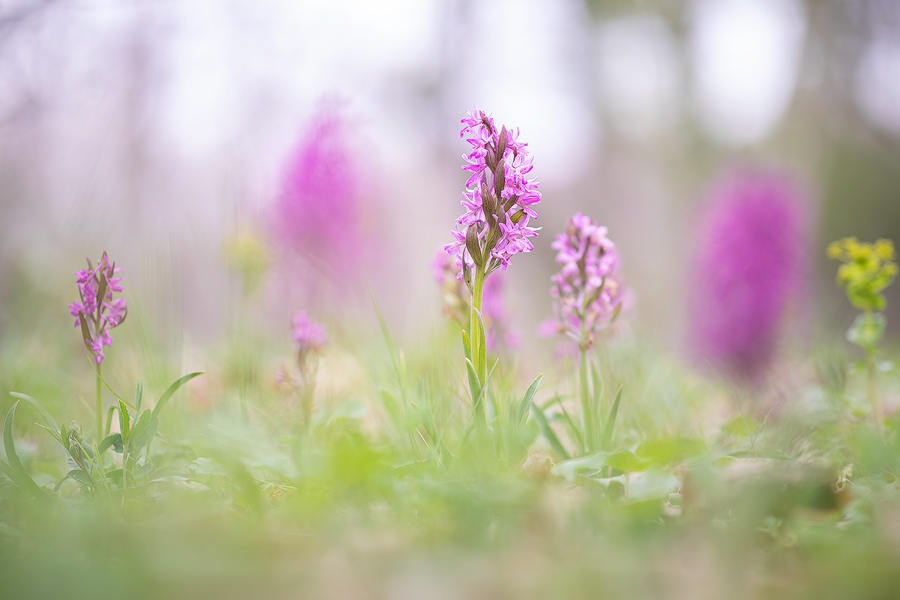 Flowery undergrothw