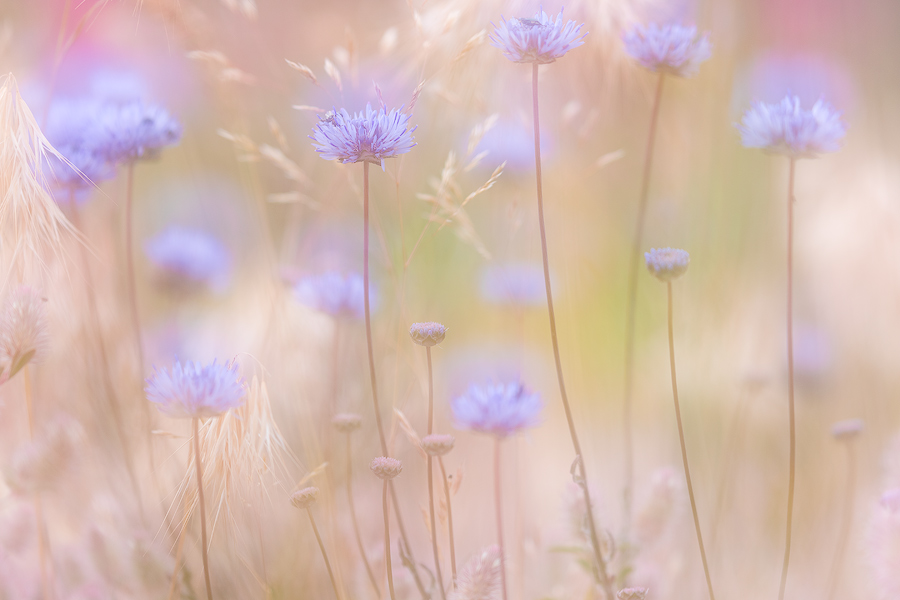 Jasione Montana