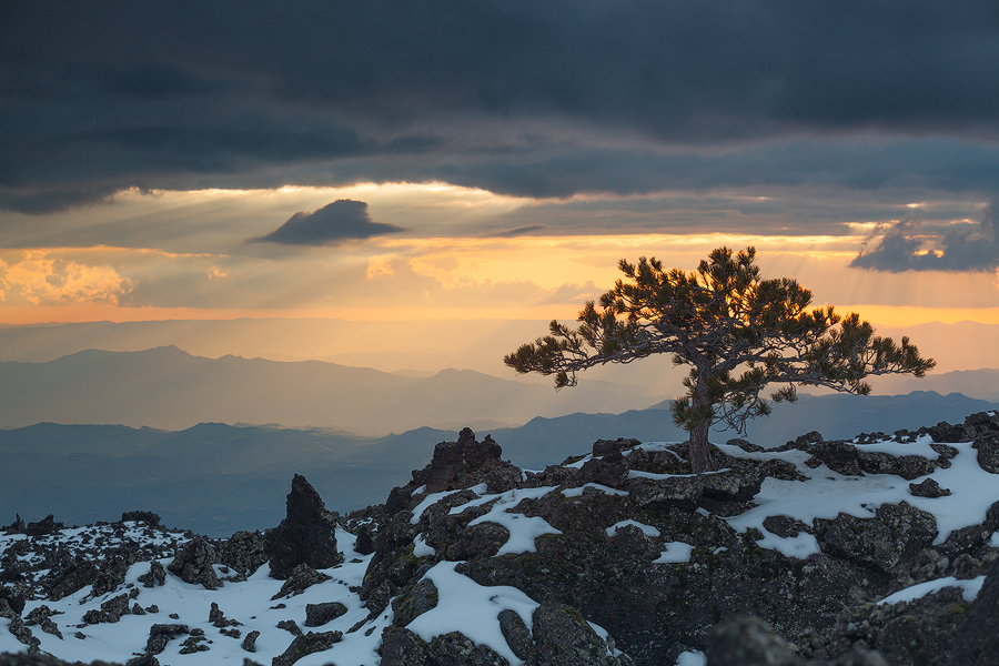 Lonesome Pine