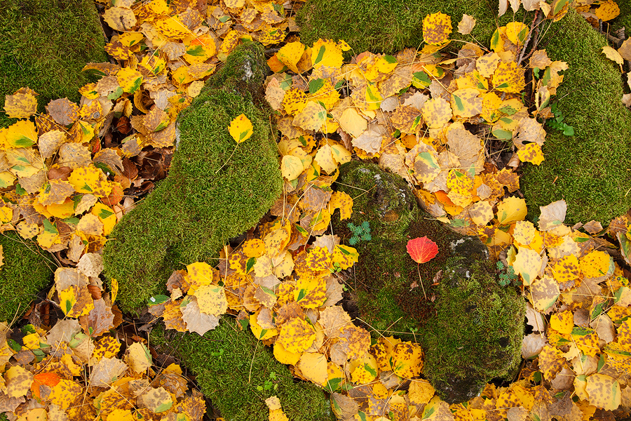 Autumn carpet