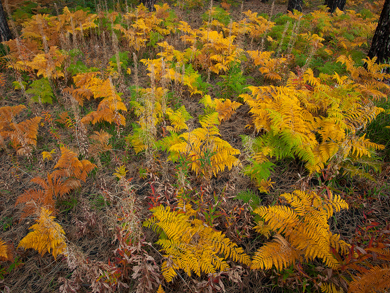 Autumn underwood color