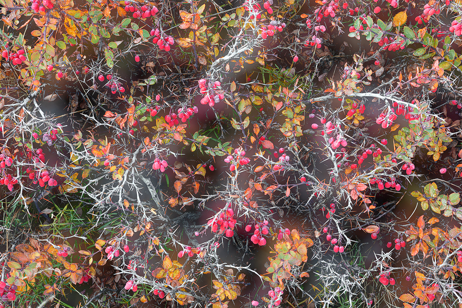 Autumn fantasy