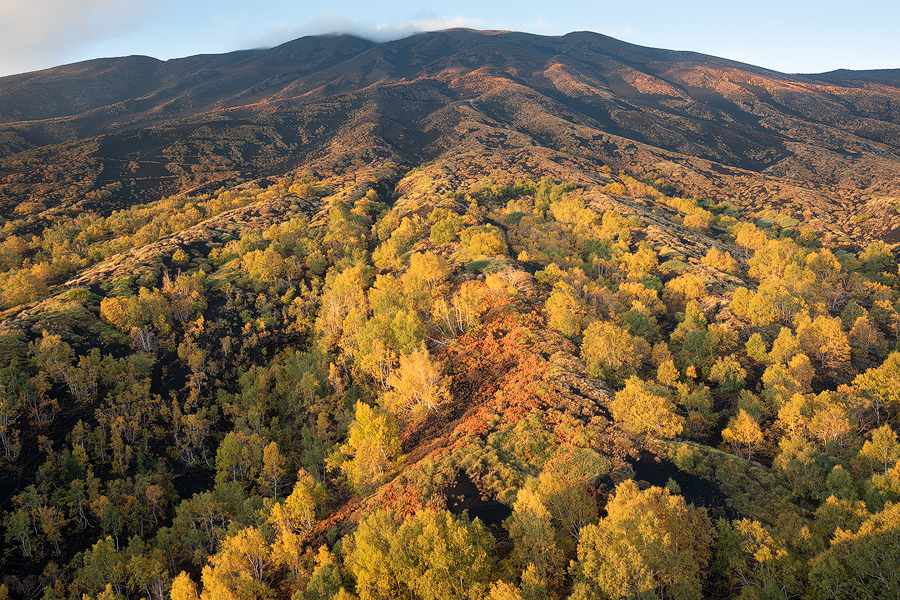 Autumn forest