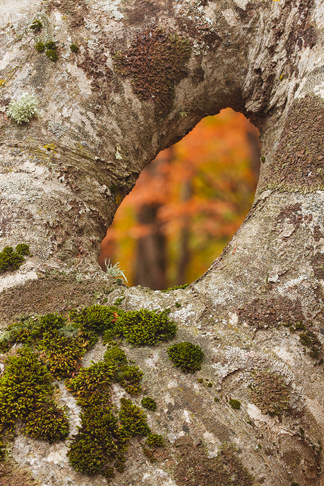 Autumn in a hole