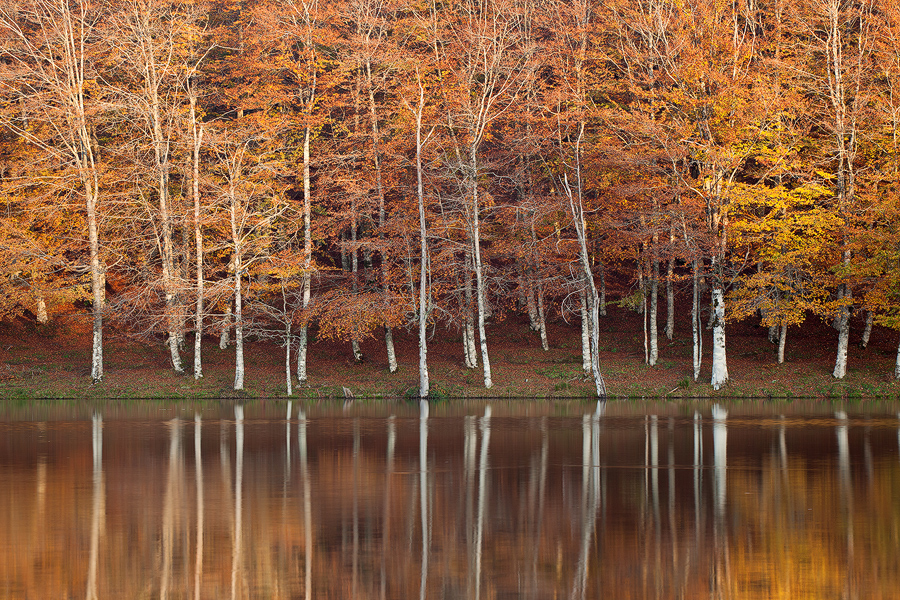 Autumn Light Reflection