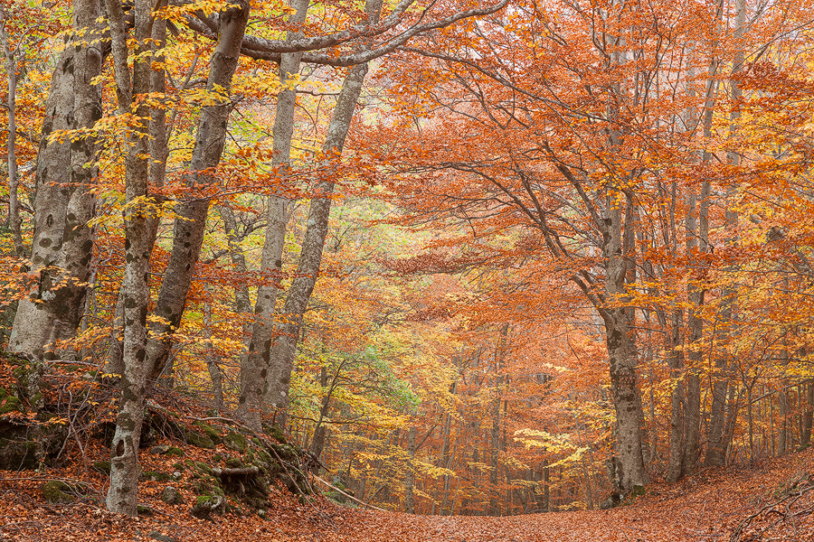Autumn mood