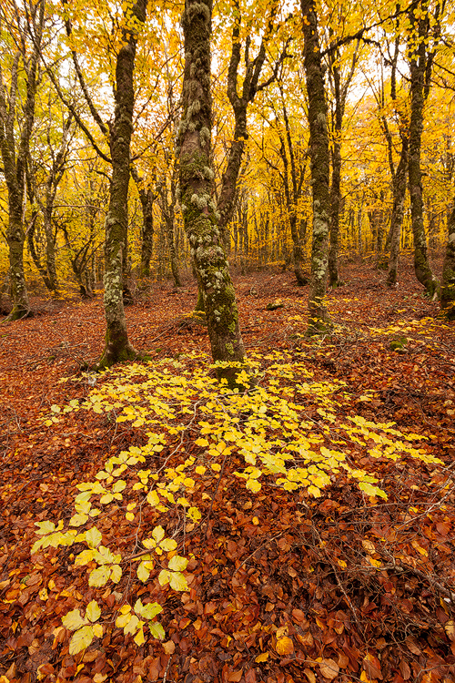 Autumn simphony