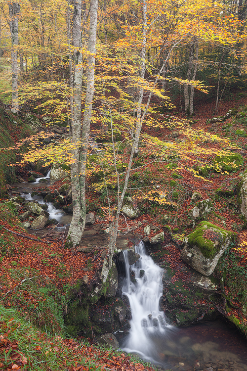 Autumn stream