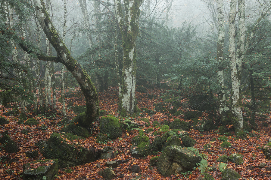 Between beeches and yews