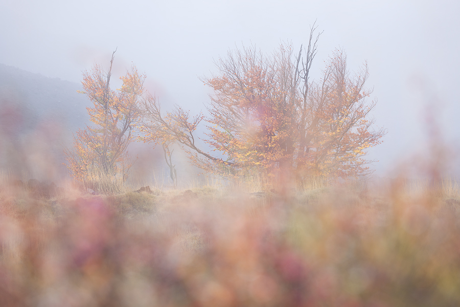 Colors in fog