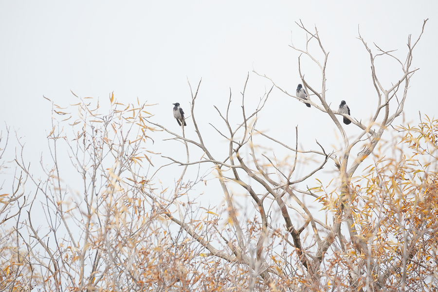 Crows