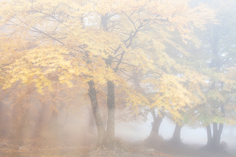 Dancing in the fog