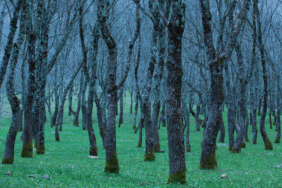 Dusk light in the forest
