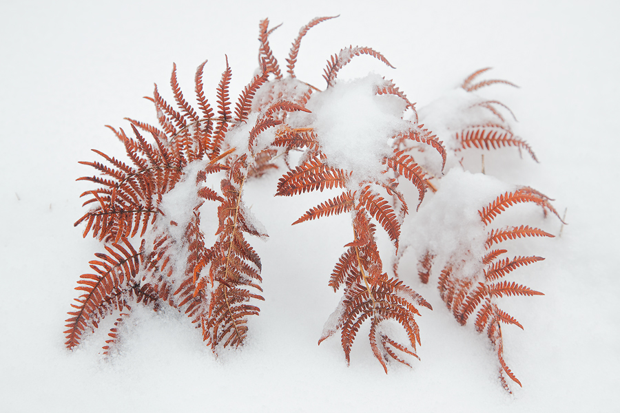 Ferns in winter