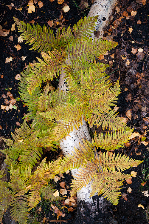 Ferns