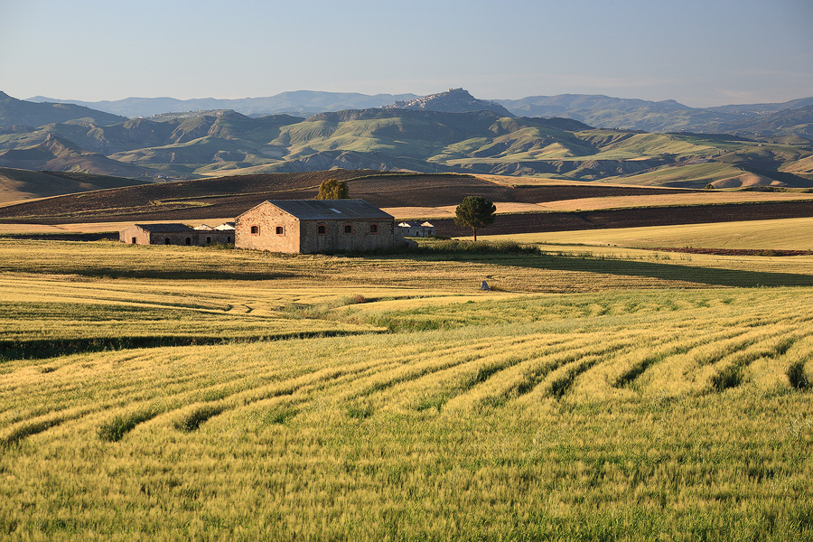 Fields of gold