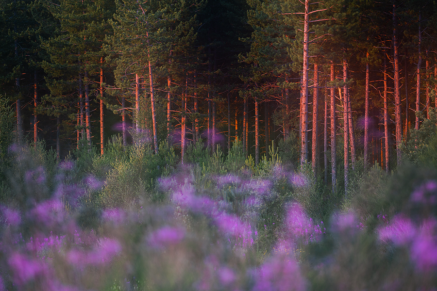 First light inside the forest
