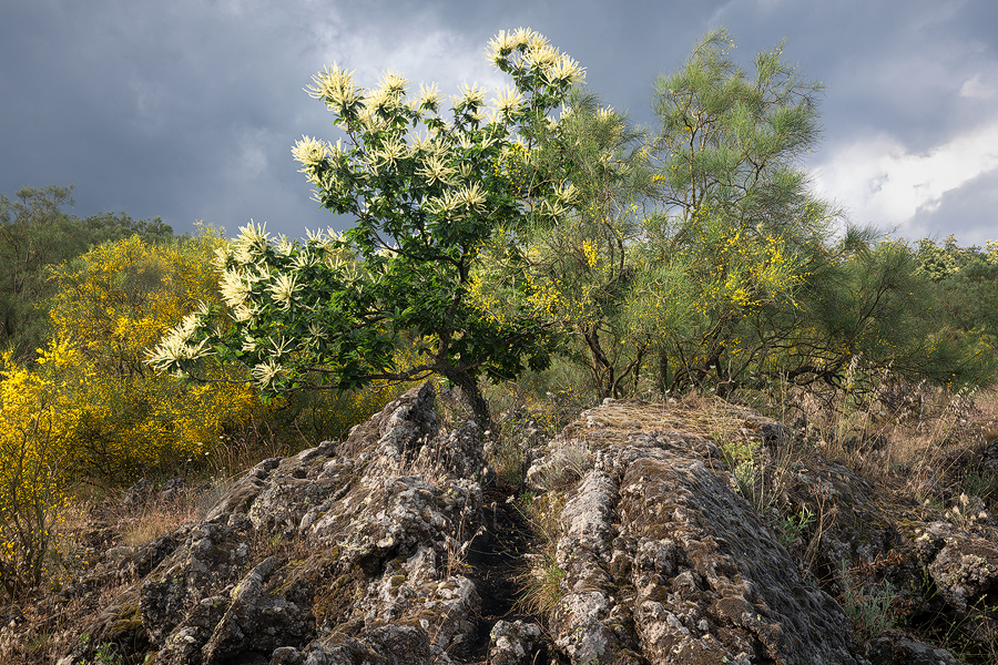 Flowering trees