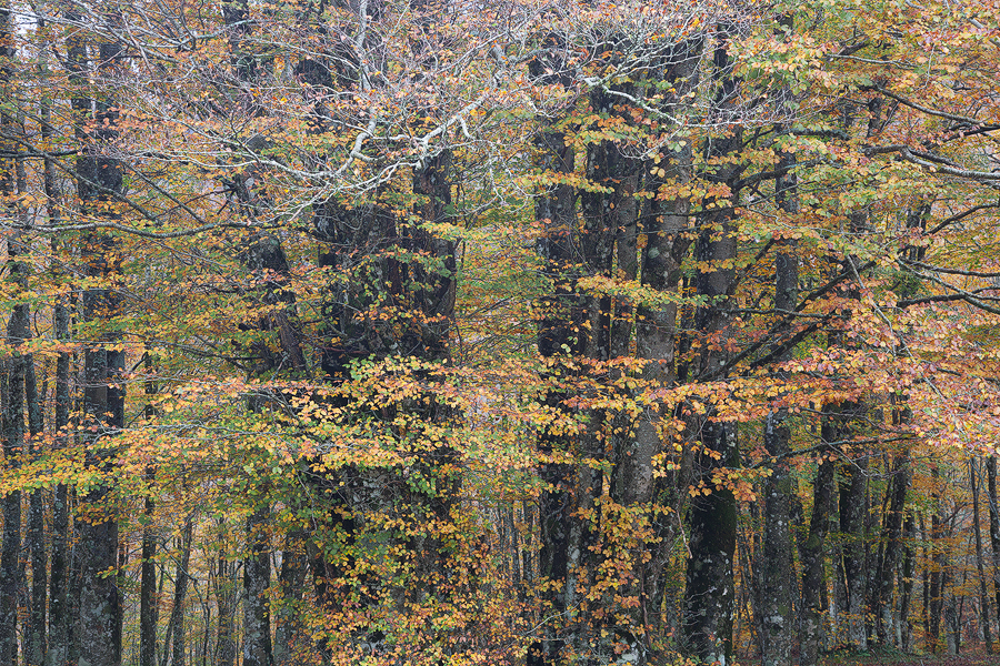 Foliage