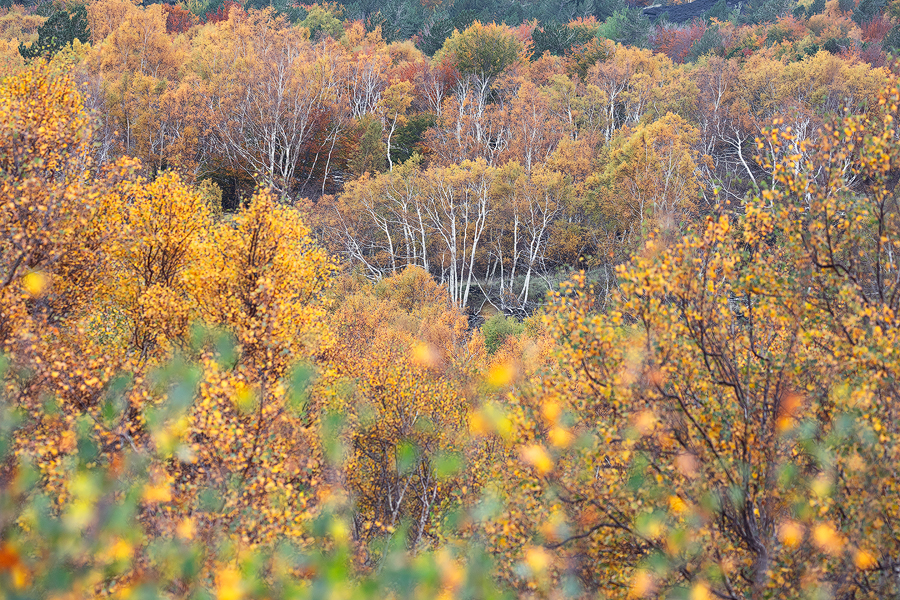 Foliage