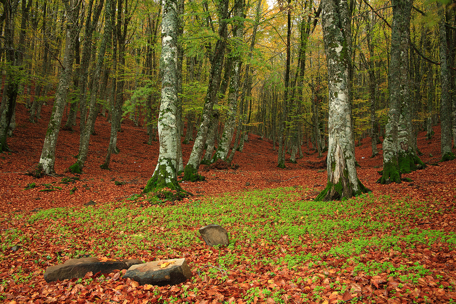 Forest After Rain