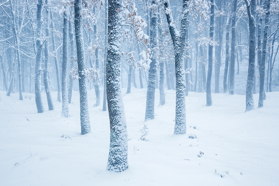 Frozen forest