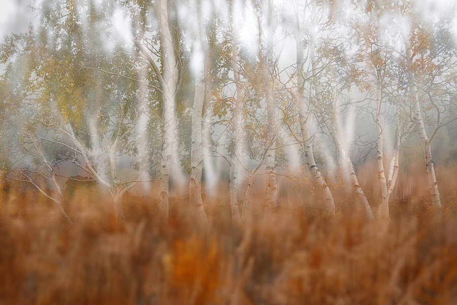 Ghost forest