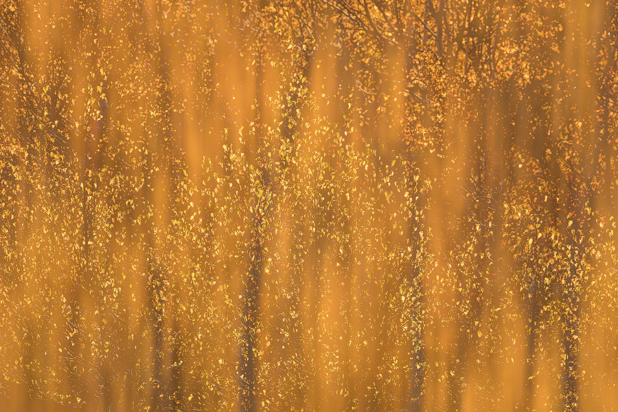 Gold leaves