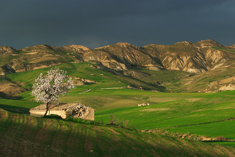 Green Sicily