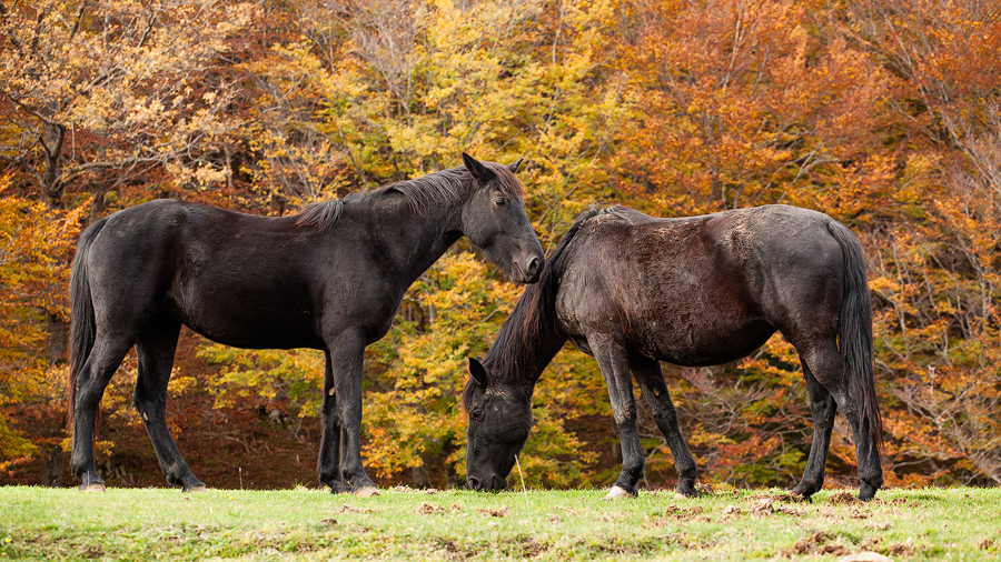 Horses