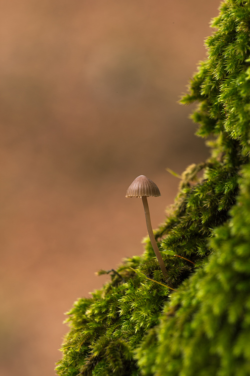 In the enchanted forest