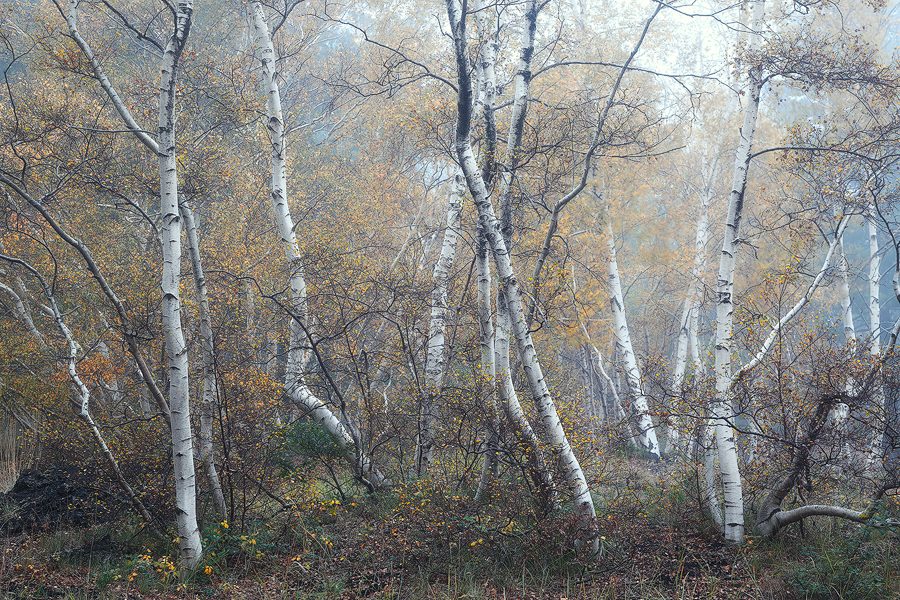 In the forest